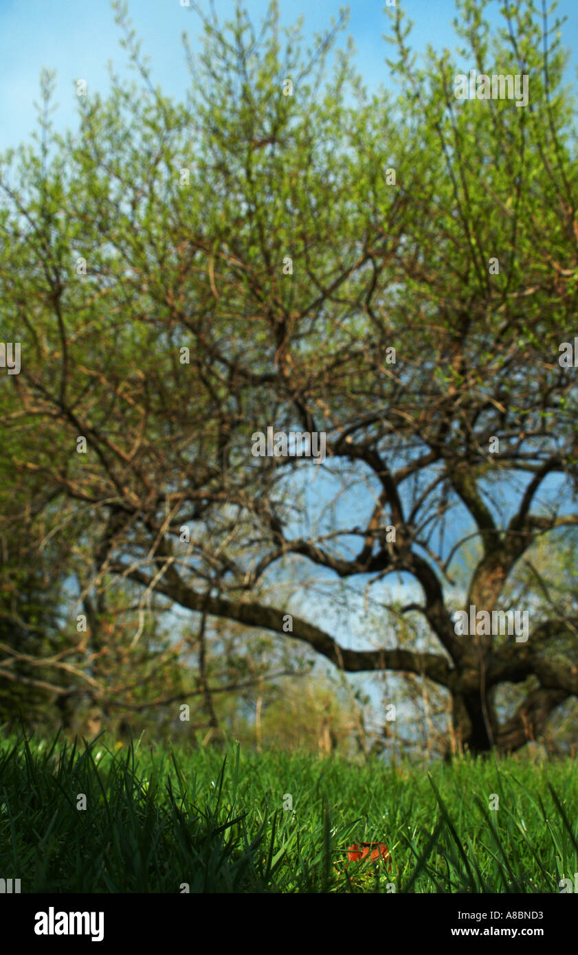 Spindle Tree Spring New spindle hi-res stock photography and images - Alamy