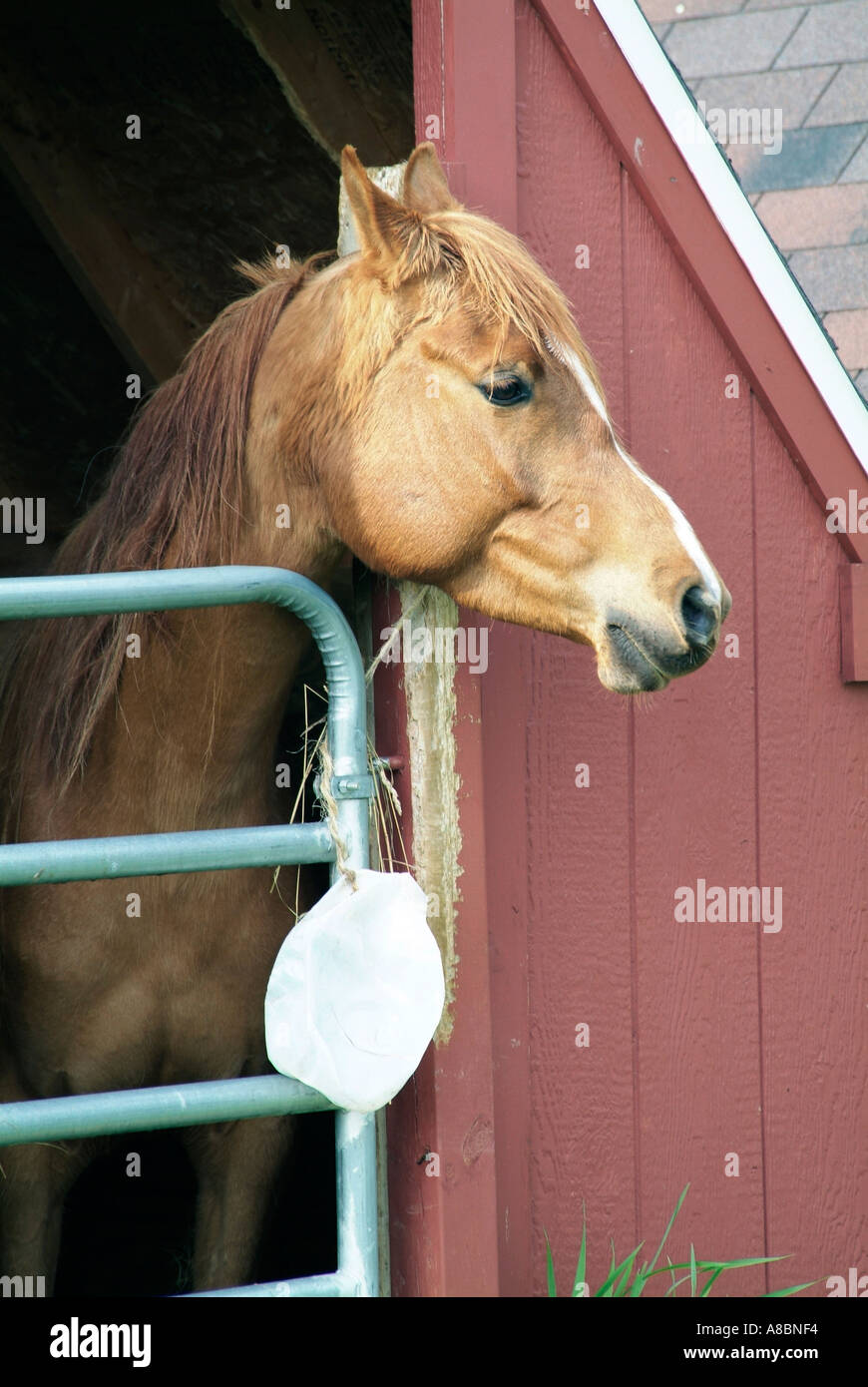 Horse Stock Photo