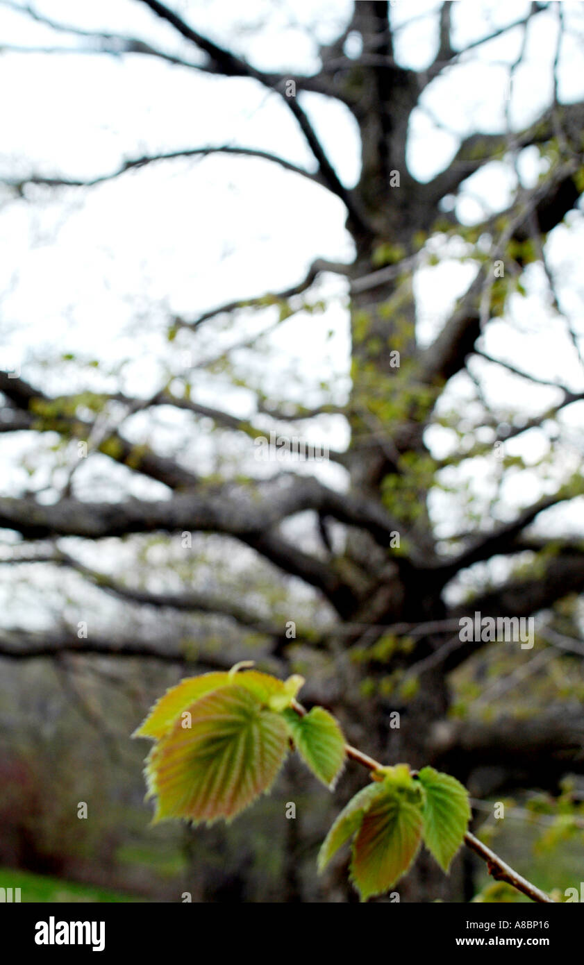 Turkish spring hi-res stock photography and images - Alamy