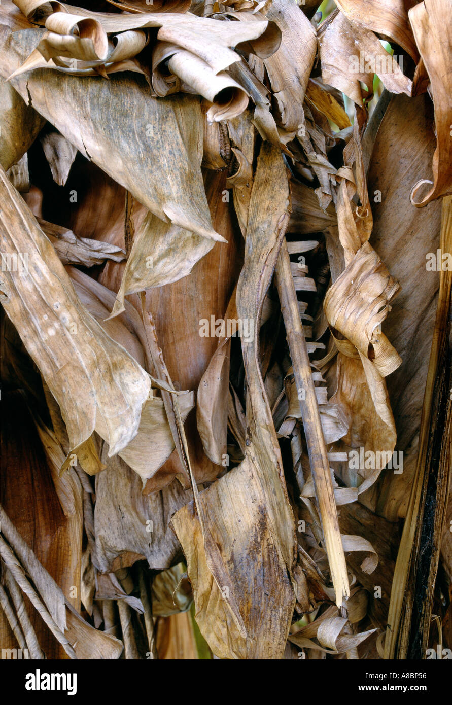 Banana hires stock photography and images Alamy