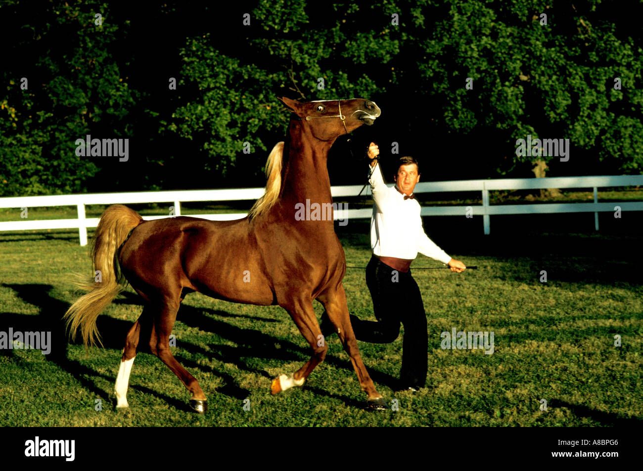 Missouri Kansas City Show horses KC Royal show Stock Photo Alamy