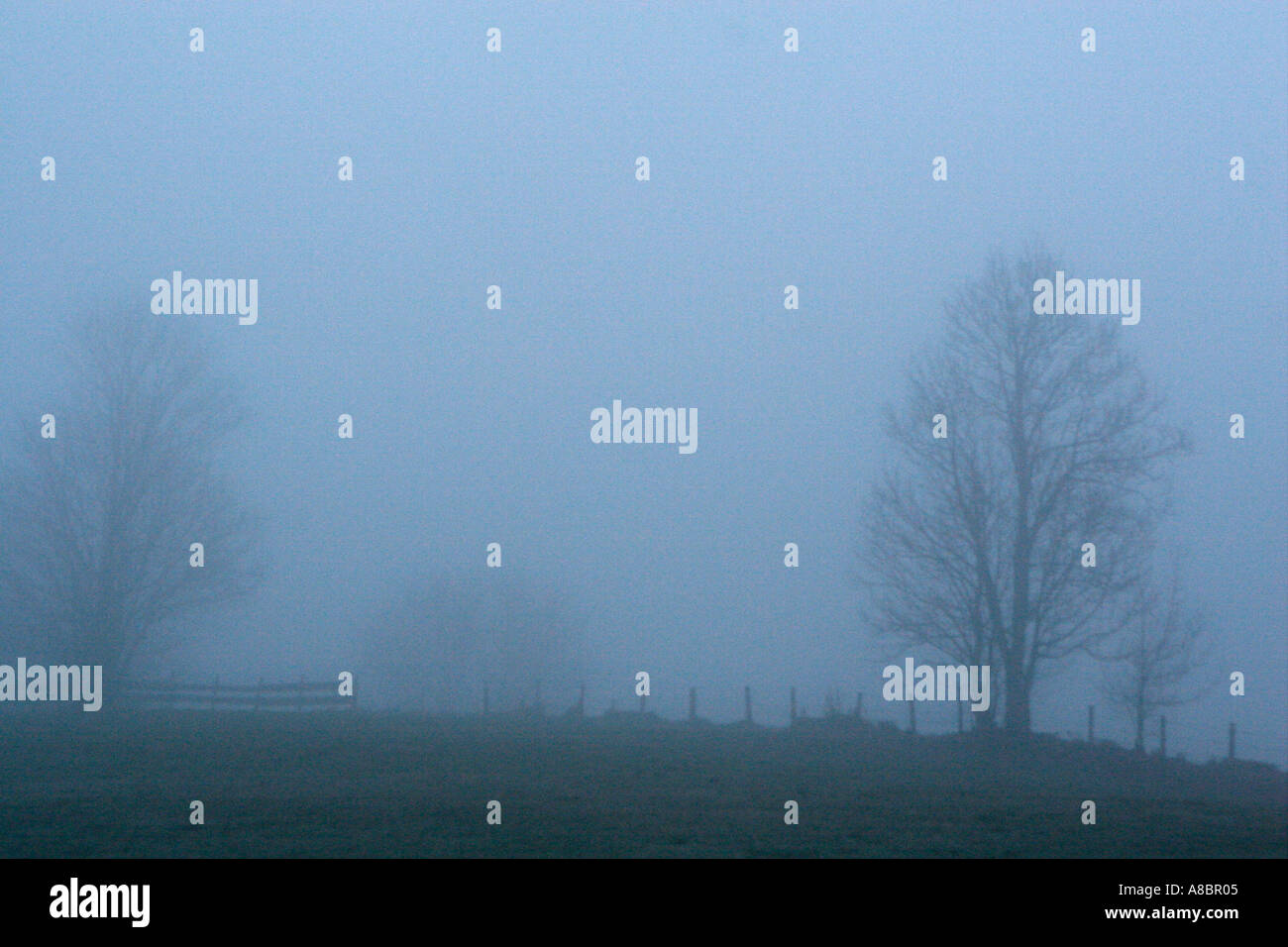 trees in winter mist Stock Photo - Alamy