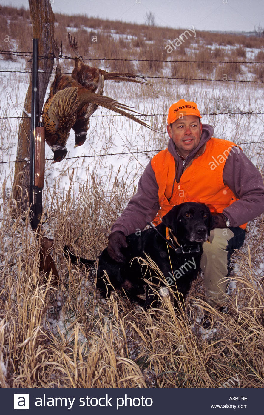 Nebraska winter pheasant hunt on CRP lands with black Labrador Stock