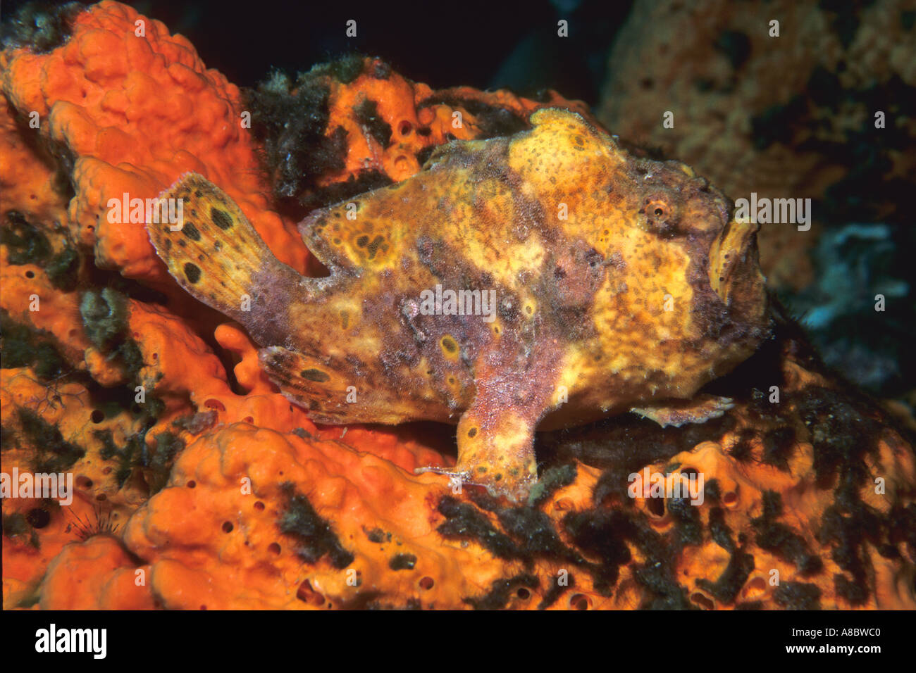 Longlure frogfish Antennarius multiocellatus in Bonaire N A Caribbean Sea Stock Photo