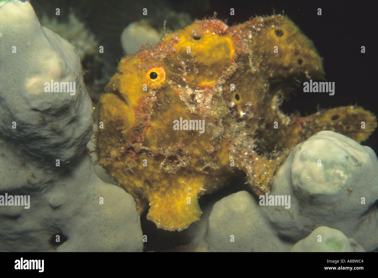 Longlure frogfish Antennarius multiocellatus in Bonaire N A Caribbean Sea Stock Photo
