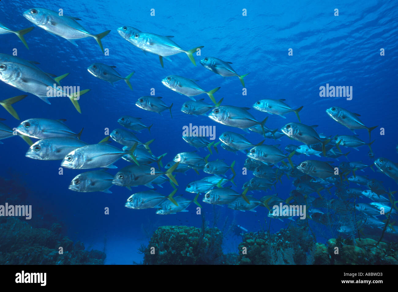 Horse Eye Jacks Caranx latus at Grand Cayman BWI Caribbean Sea Stock ...