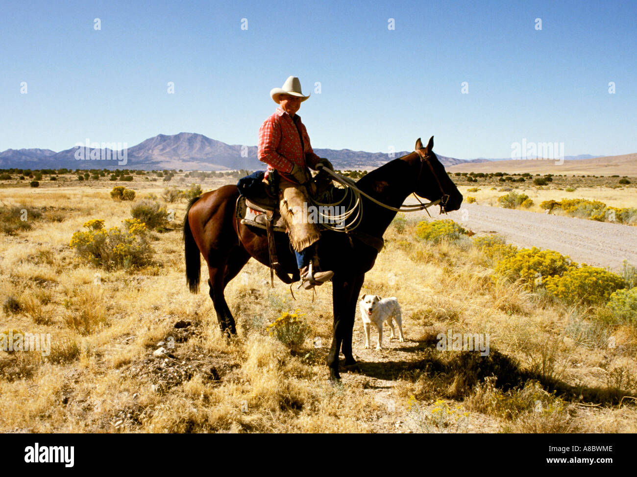 Utah Cowboy who is driving cattle along the Pony Express Trail Stock