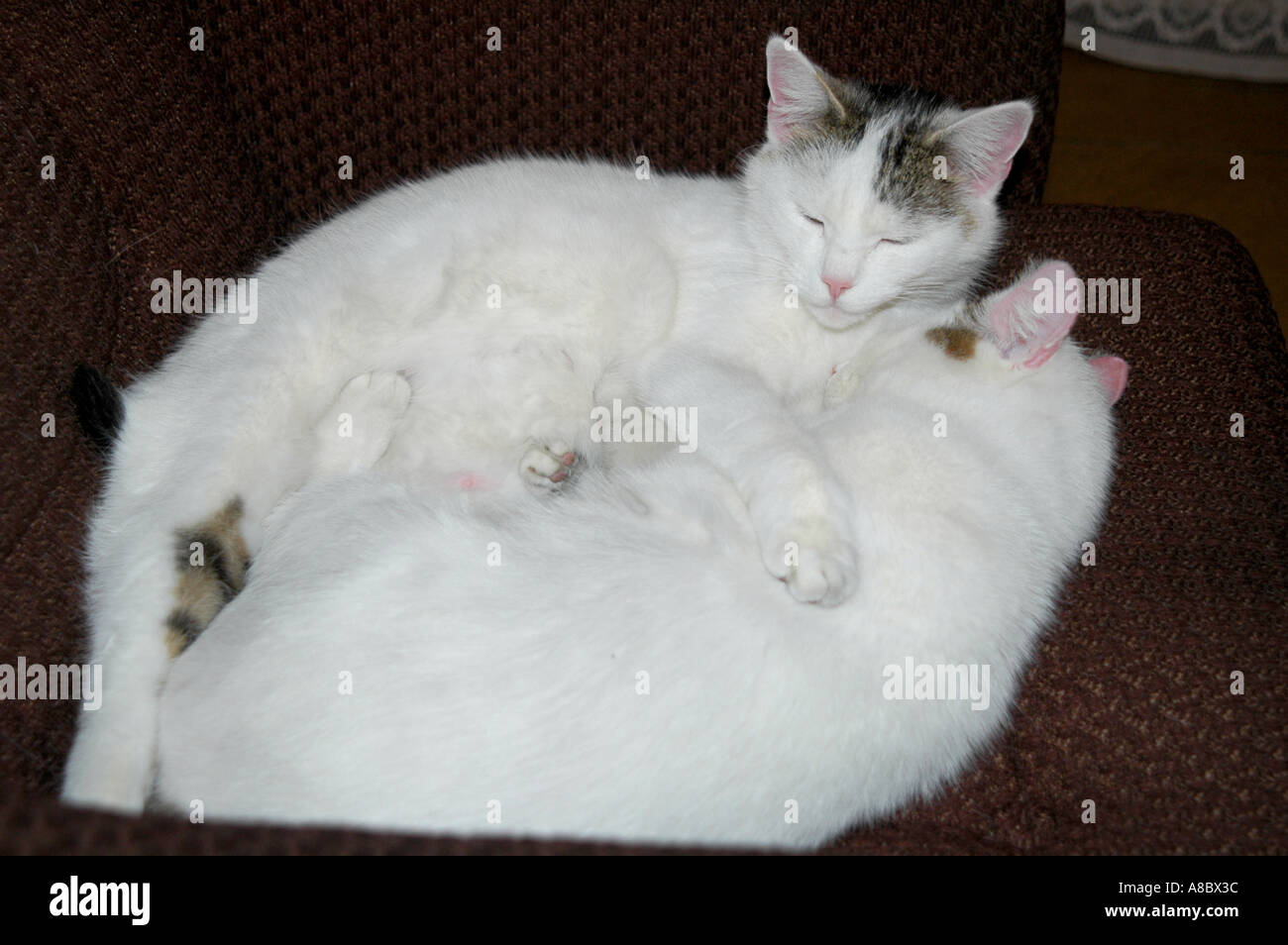 Two cats hugging each other hires stock photography and images Alamy