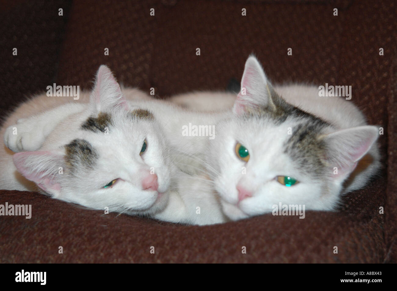 Two cats hugging each other Stock Photo Alamy