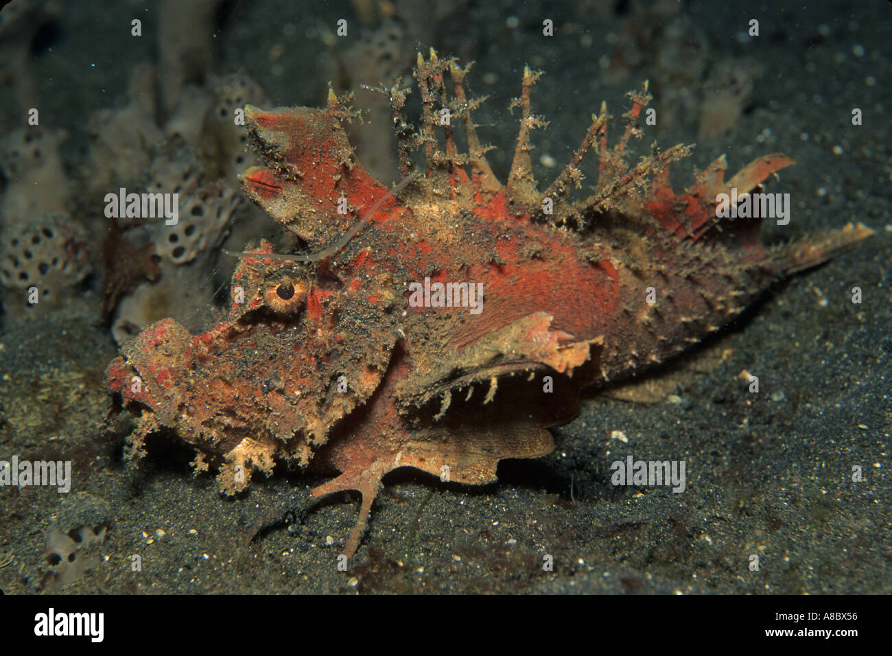 Demon scorpionfish Inimicuc didactylus at Lembah Straights in Sulwesi Indonesia Stock Photo