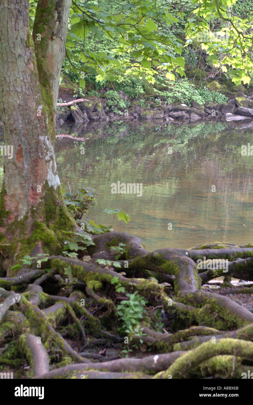 Tree Trunk and Roots Reflecting in Water At Aysgarth Falls Yorkshire ...