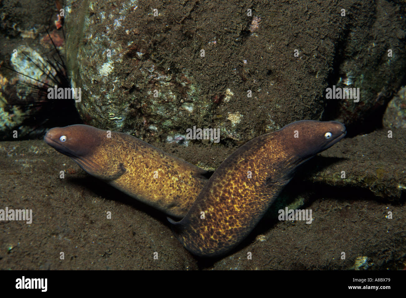 White eyed Moray eels Siderea prosopeion at SSRHR near Tulamben Bali Indonesia Stock Photo