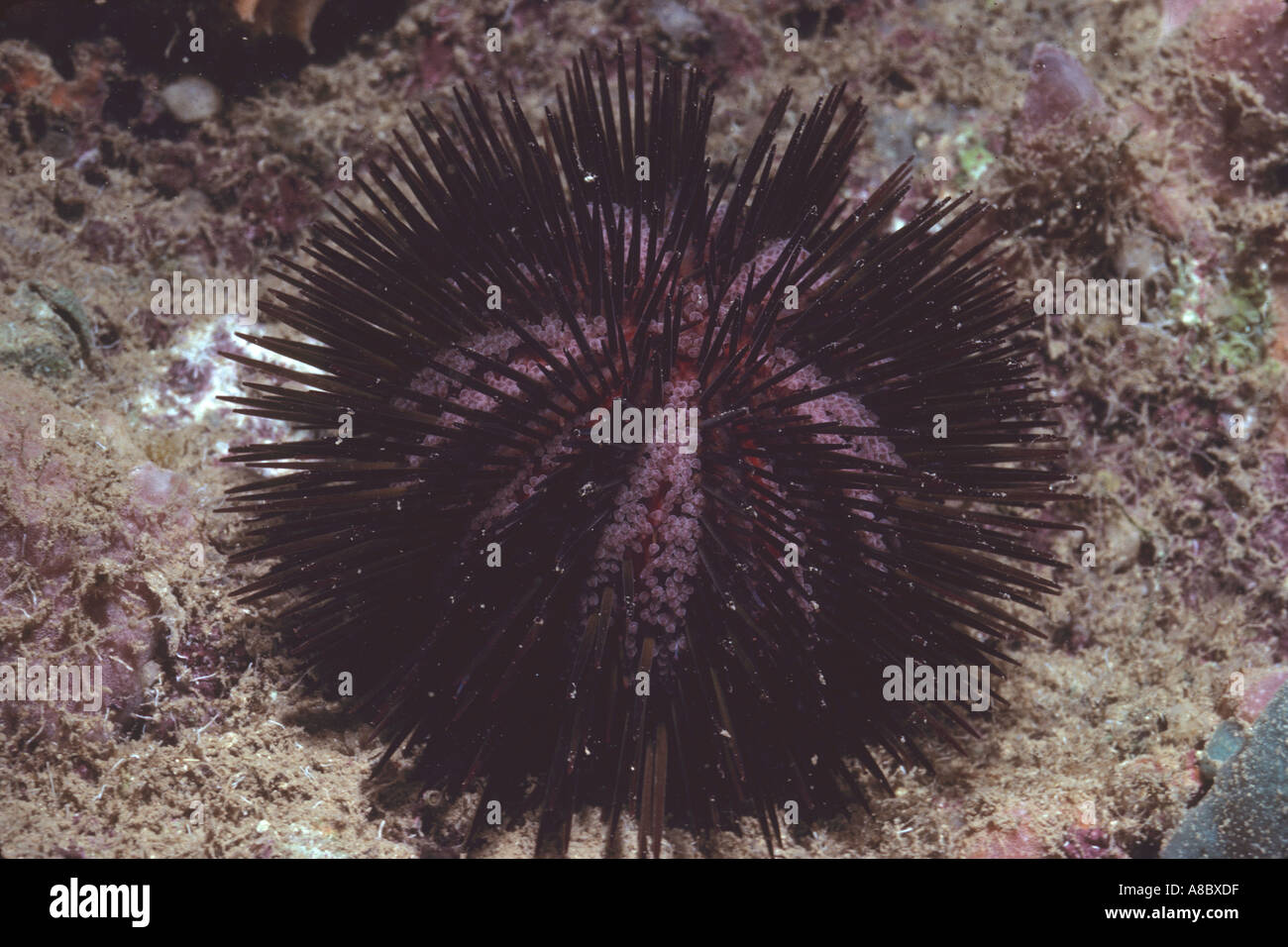 Purple Sea Urchin Lytechinus variegatus in Bermuda North Atlantic Ocean Stock Photo