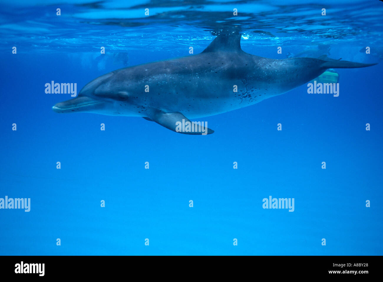 Atlantic spotted dolphin Stenella frontalis in Grand Bahama Isl Bahamas ...