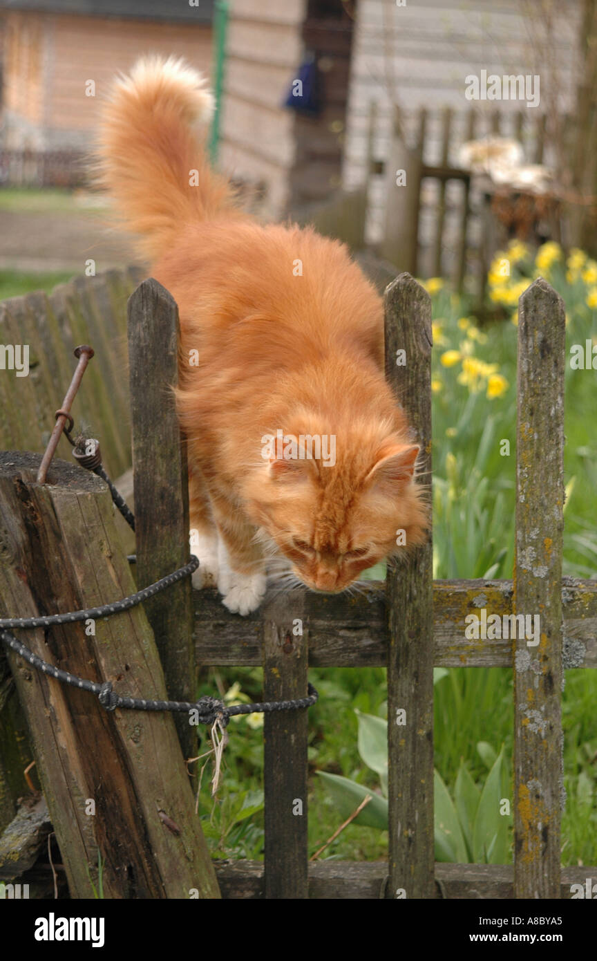 Ginger cat jumping from the fence Stock Photo Alamy