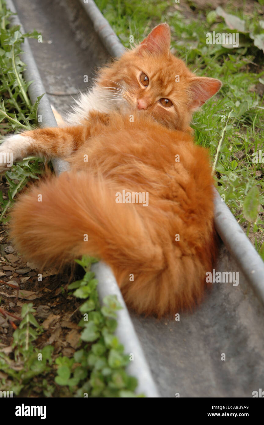 Ginger cat lying in a drain pipe Stock Photo Alamy