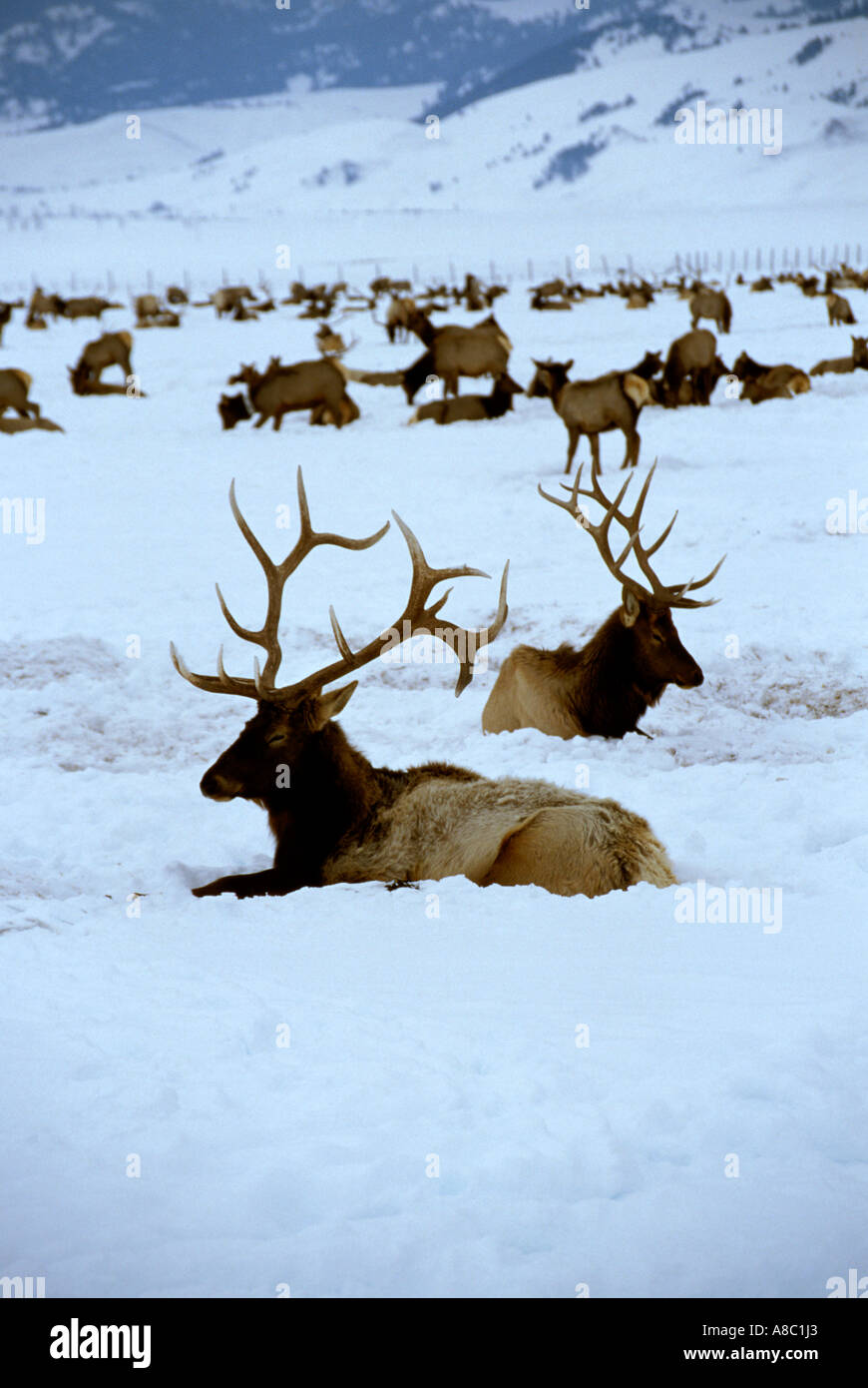 Wyoming Jackson Hole Elk at National Elk Refuge Stock Photo