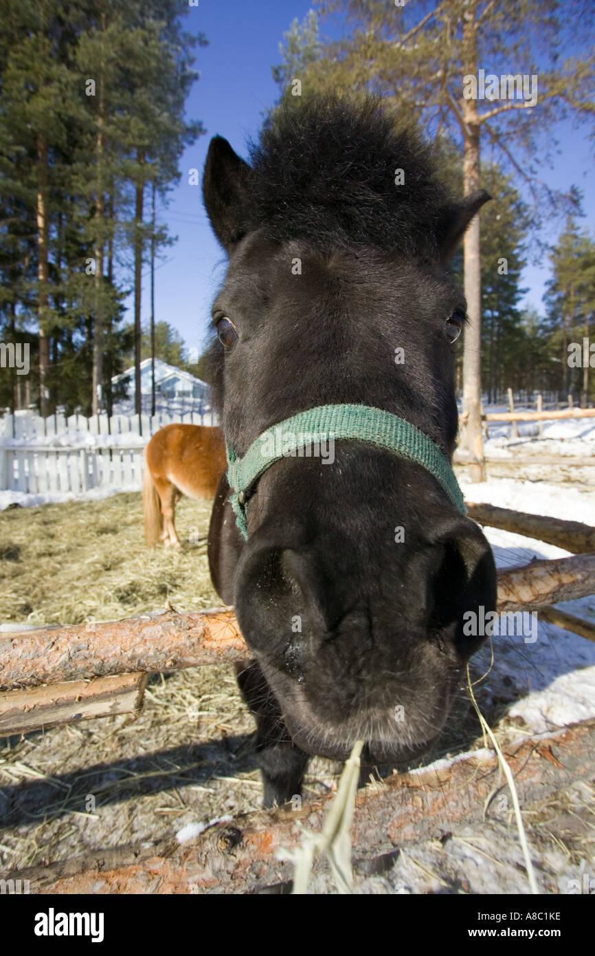 Pony outdoors hi-res stock photography and images - Alamy
