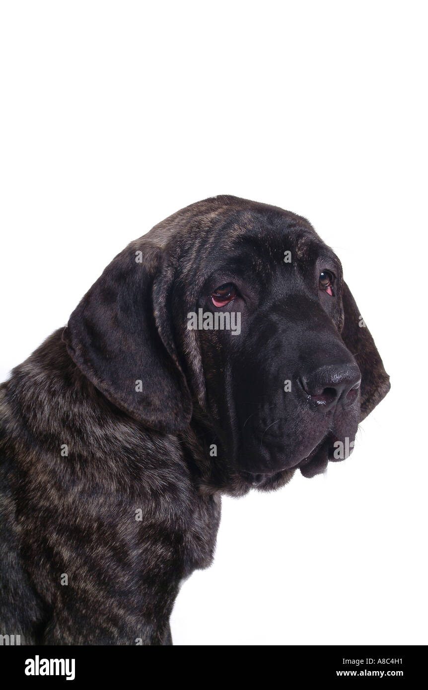 Labrador retriver hi-res stock photography and images - Alamy
