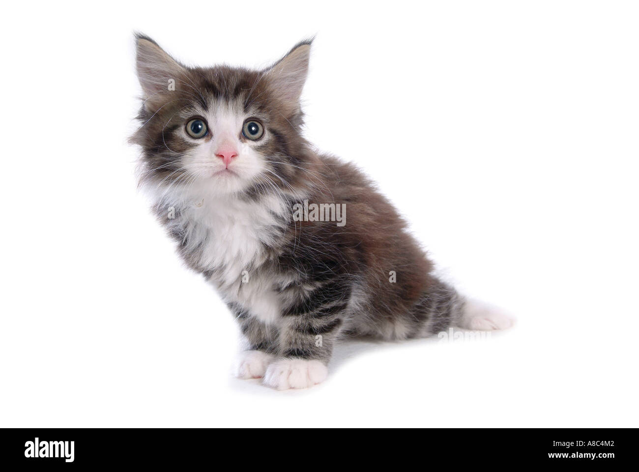 Norwegian forest Stock Photo