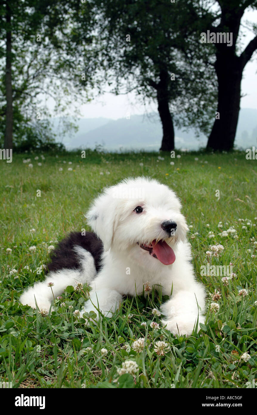 Old English Sheepdog Stock Photo Alamy