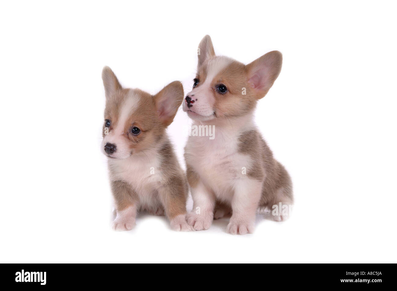 Love in welsh hi-res stock photography and images - Alamy