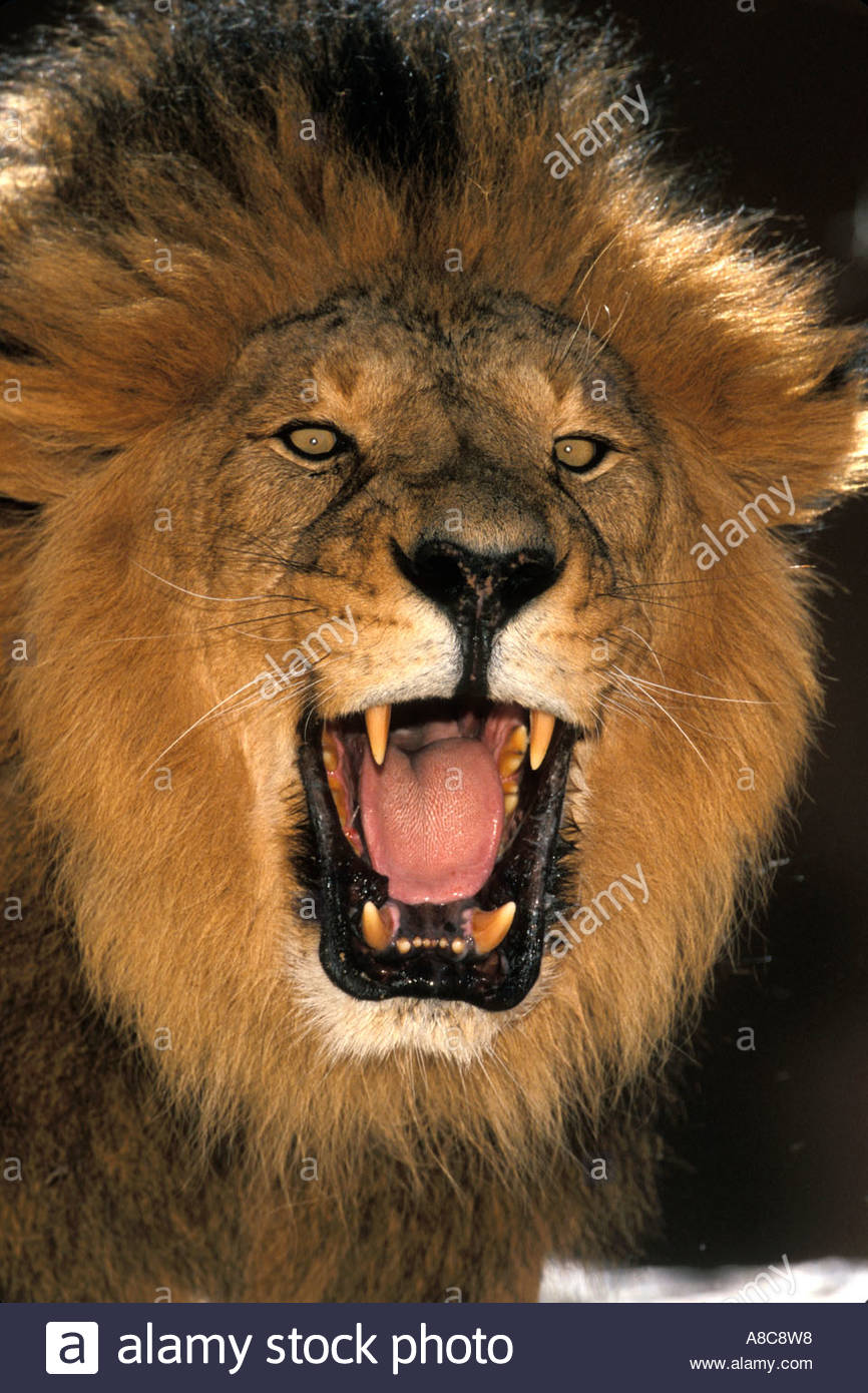 Male Lion Showing Teeth Stock Photo, Royalty Free Image: 6890135 - Alamy