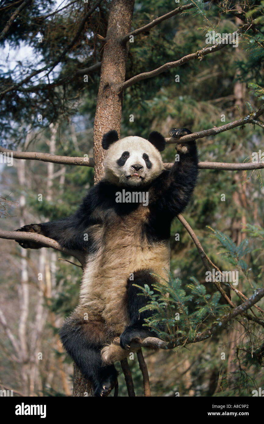 Giant Panda sitting in tree China Stock Photo - Alamy