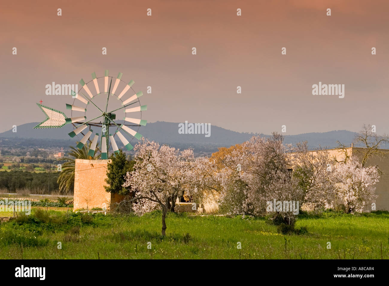 Mallorca windmill almond blossom Stock Photo
