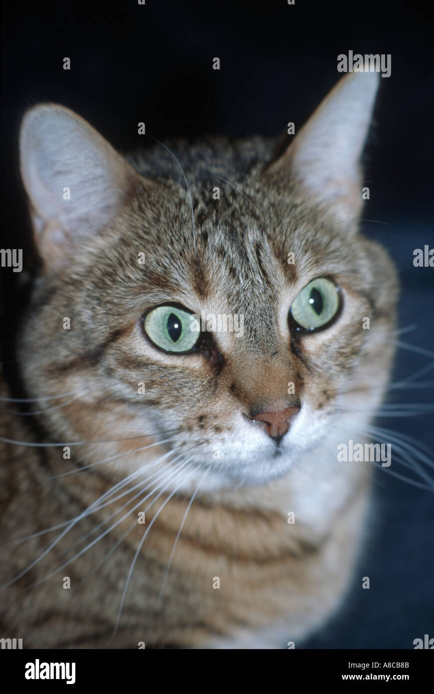 Blue mackerel tabby hires stock photography and images Alamy