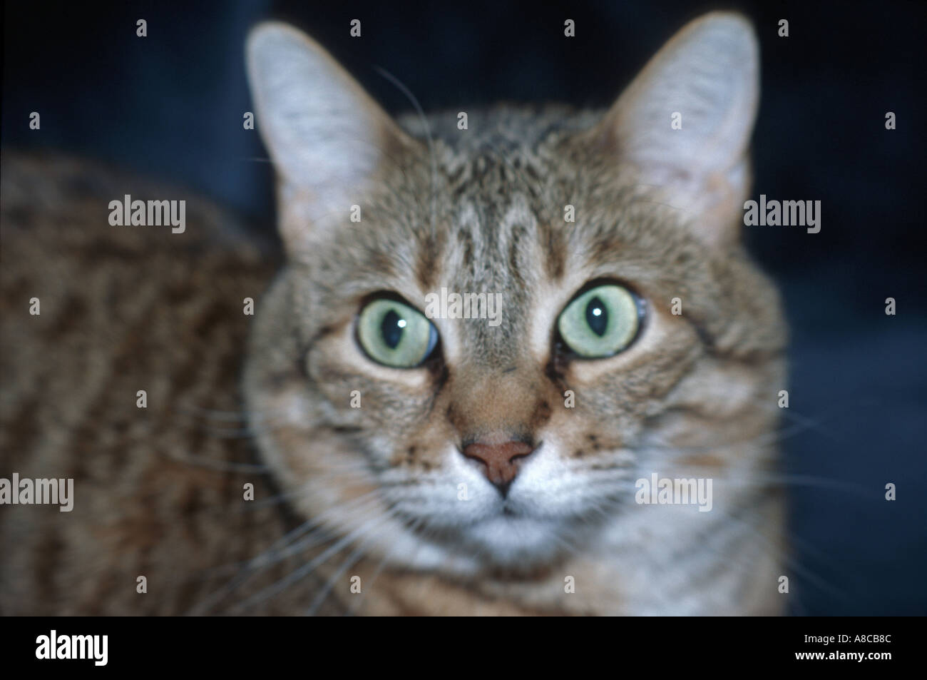 Samantha brown hires stock photography and images Alamy