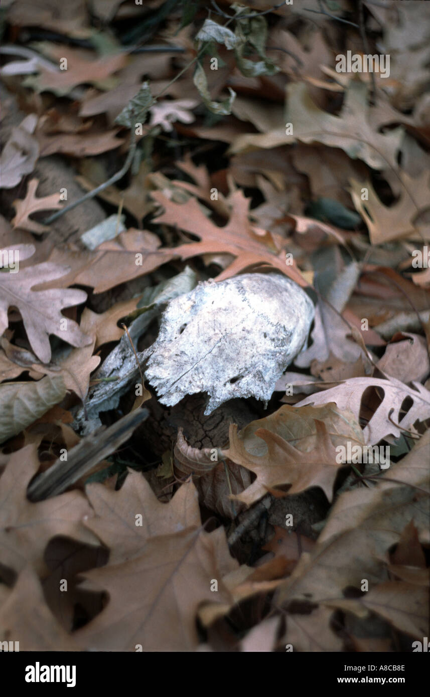 Bleached partial skull on forest floor amid dead leaves in municipal forest Saint Paul Minnesota Stock Photo