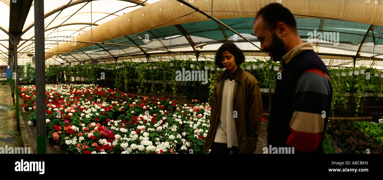 Kuwait Wafra Greenhouses Flowers Stock Photo