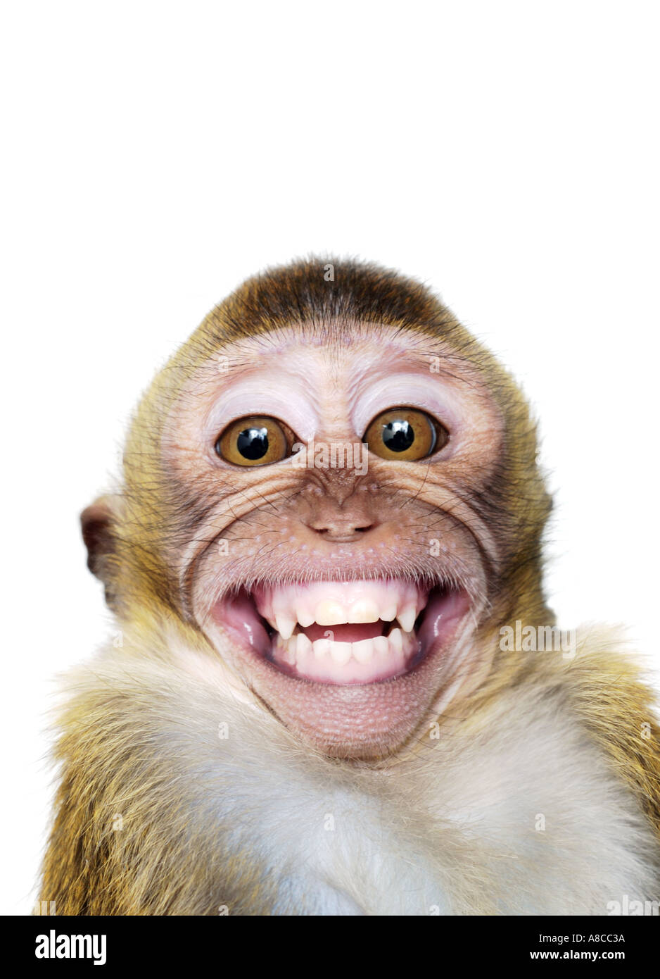 Macaco foto de stock. Imagem de frente, dentes, comer - 53759574