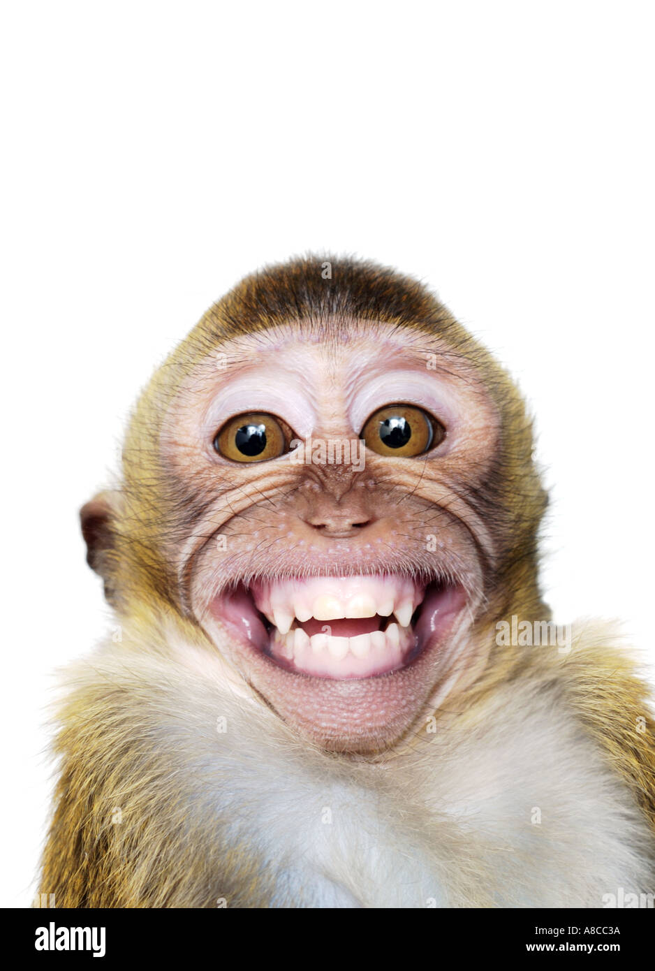 Monos sonriendo