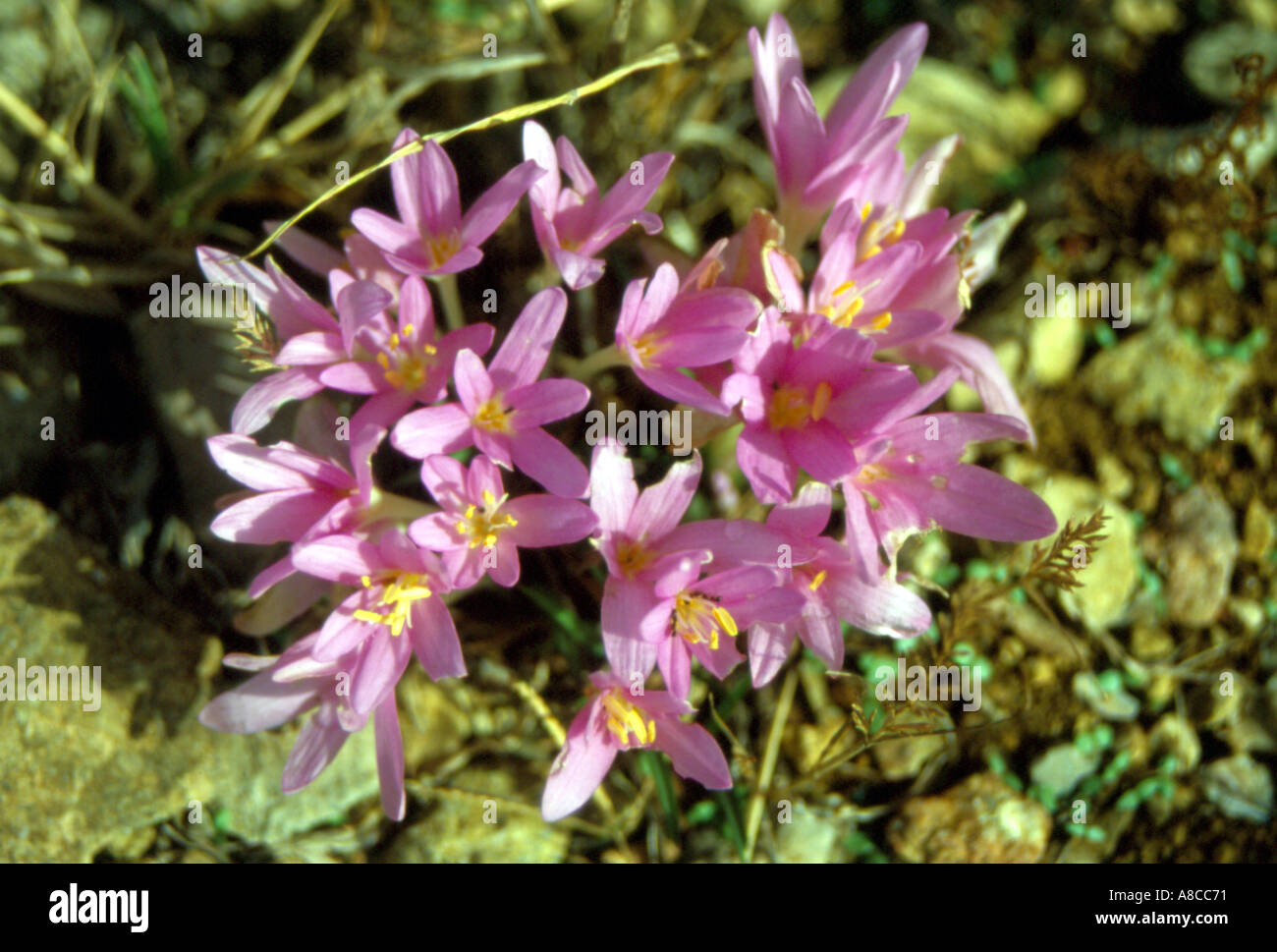flowers growing in natural condition lebanon Stock Photo Alamy