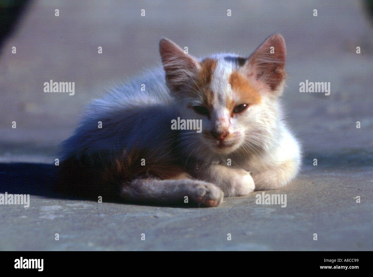 a small street cat beirut lebanon Stock Photo Alamy