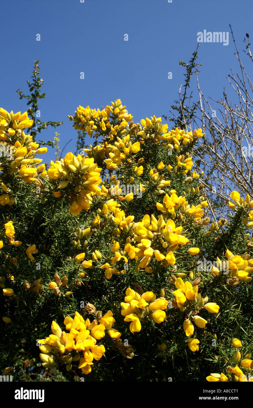 Gorse bushes in flower near Feock Cornwall England UK United Kingdom GB