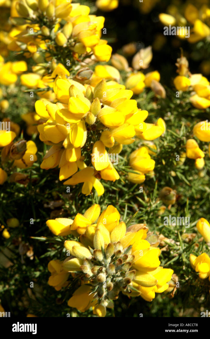 Gorse bushes in flower near Feock Cornwall England UK United Kingdom GB