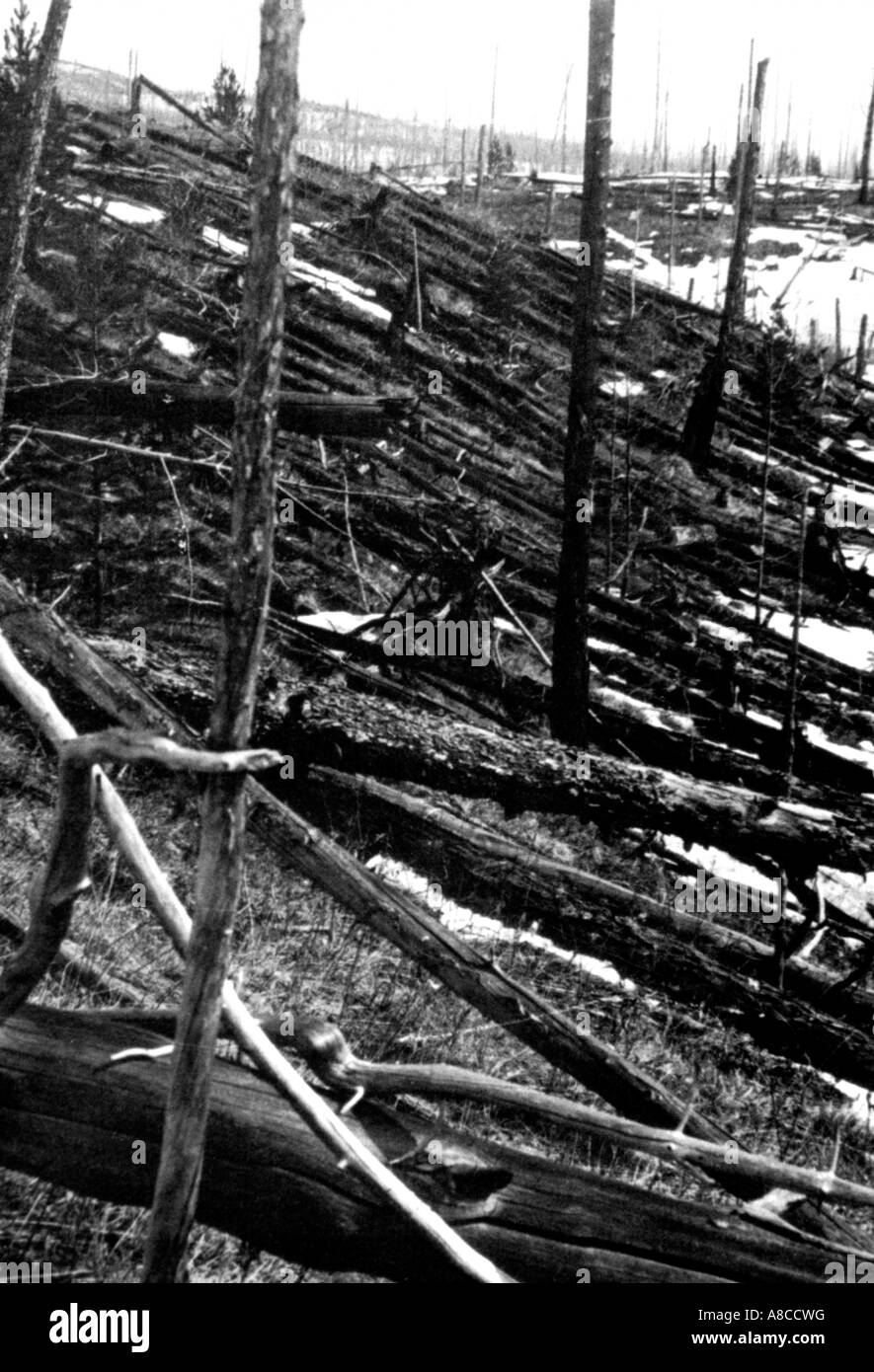 Tunguska Event June 30 1908 Tunguska Forest Siberia Russia Pine Forest Knocked Down by Meteor Ait Burst Explosion Stock Photo