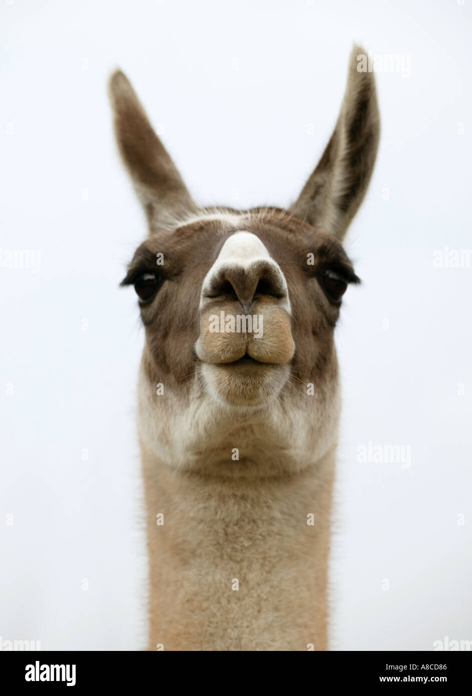 Llama Staring Hi-res Stock Photography And Images - Alamy