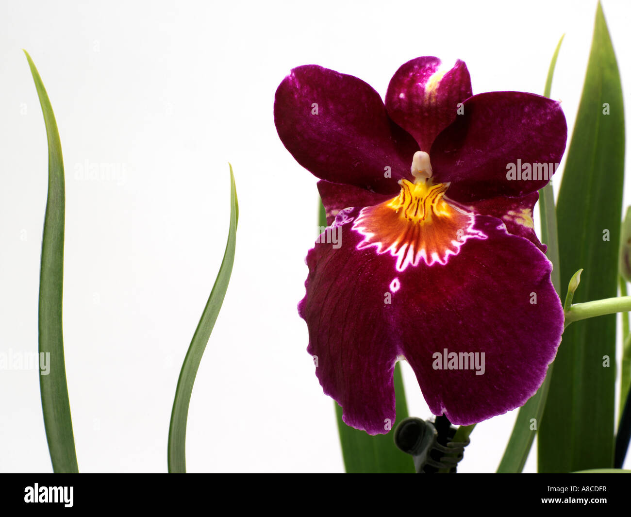 Pansy orchid hires stock photography and images Alamy