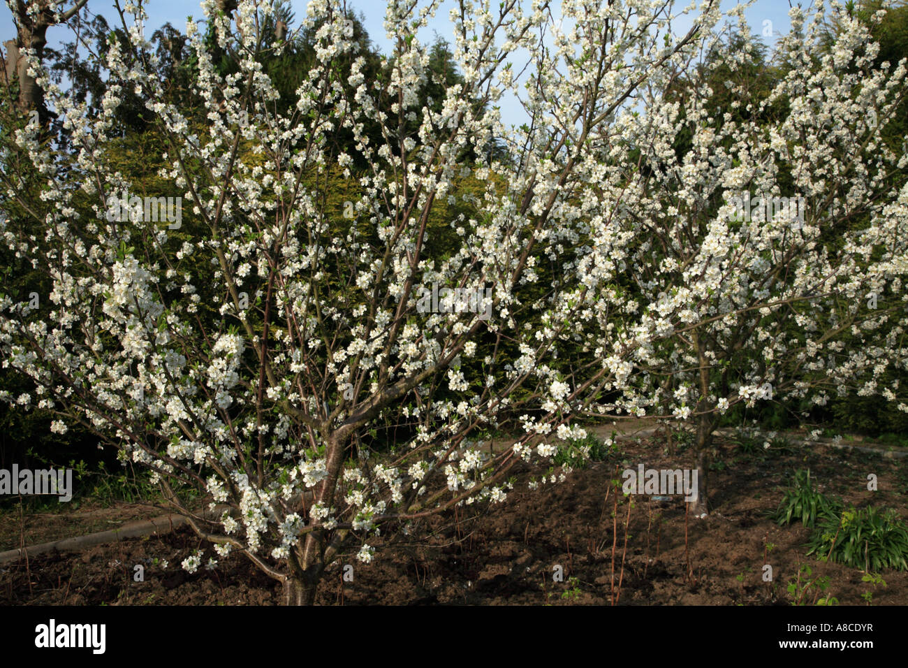 Greengage tree 2024