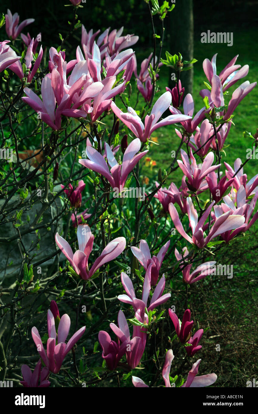 Magnolia tree flowering hi-res stock photography and images - Alamy