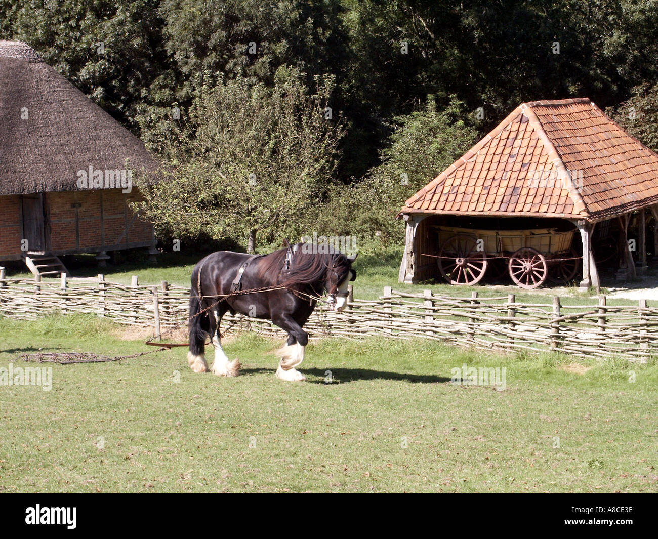 Shire Horse Singleton Chichester Weald and Downland Open Air museum of re erected historical buildings & equipment West Sussex England UK Stock Photo