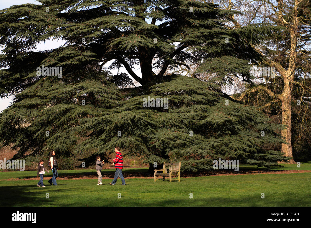 Family & Cedar Tree Kew Gardens London England Stock Photo Alamy