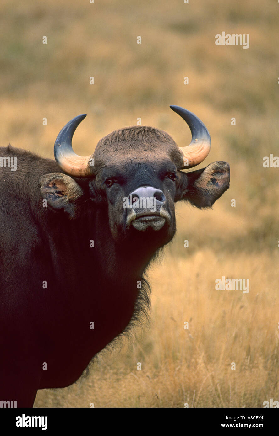 Indian wild ox hi-res stock photography and images - Alamy Indian wild ox hi-res stock photography and images - Alamy