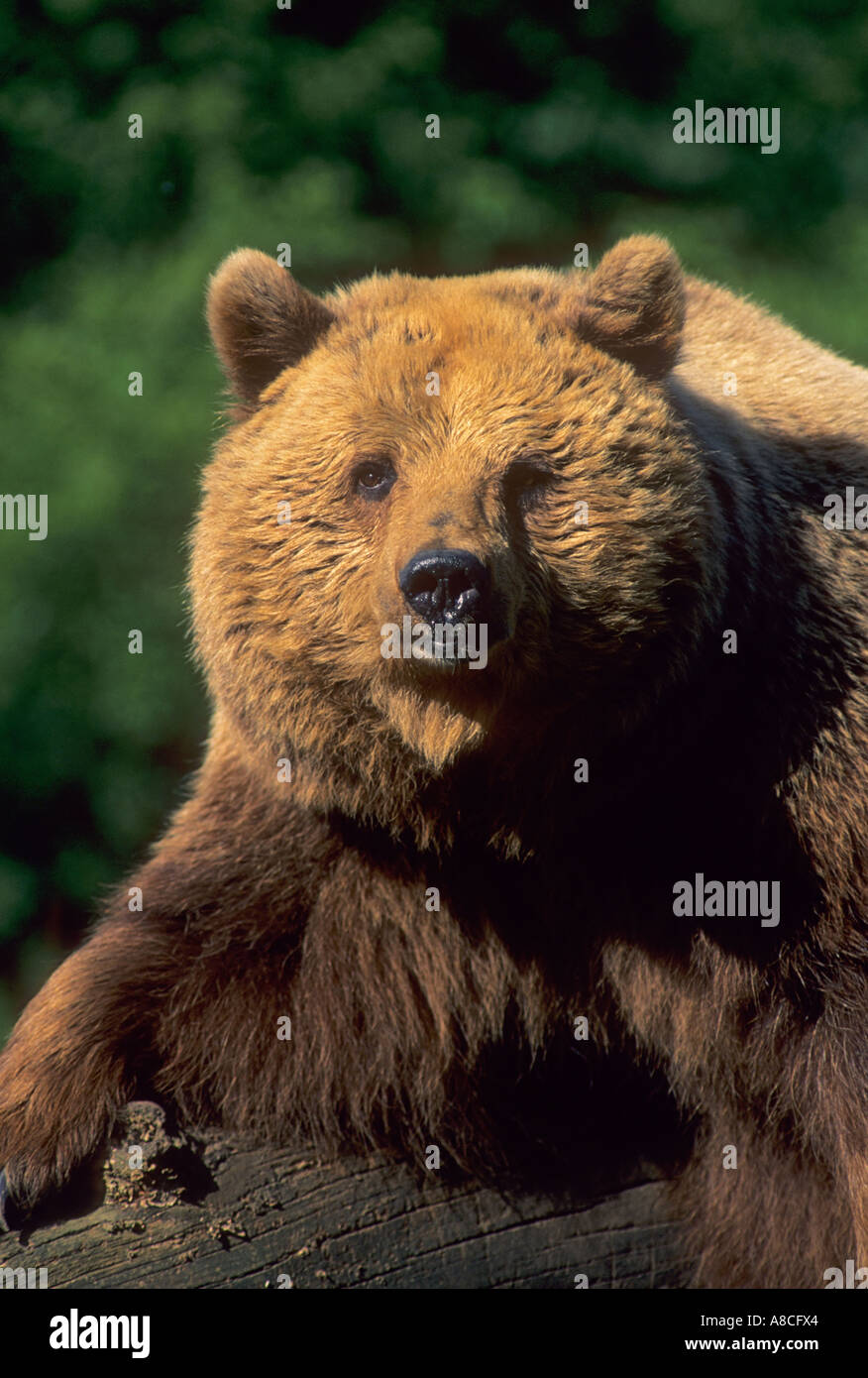 European brown bear Ursus arctos, captive Stock Photo - Alamy