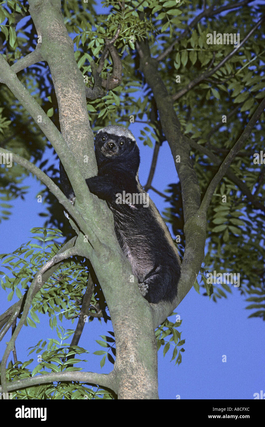 Honey badger and honey guide hires stock photography and images Alamy