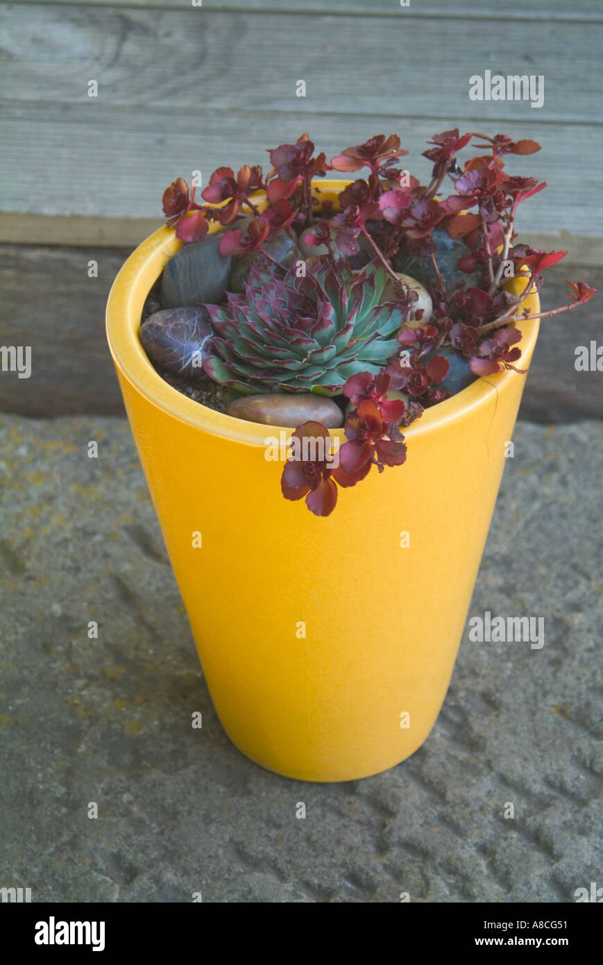 An attractive array of succulents growing in a tapered yellow glazed ceramic pot Stock Photo Alamy